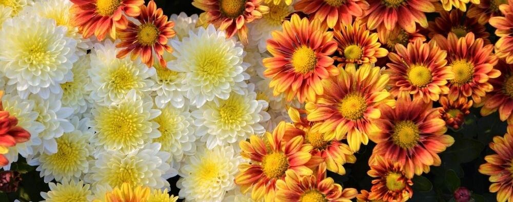 קיר מעוצב לאירועים